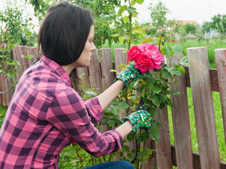 A woman wearing a pink and black checkered shirt and colorful gardening gloves is trimming a flowering shrub with bright pink blooms in a residential garden. The garden features a wooden fence in the background, with evenly spaced vertical panels. In the foreground, there is a lush green lawn with neatly maintained grass, and behind the fence, young trees and shrubs are visible under a partly cloudy sky, indicating mild weather. The scene shows an outdoor space designed for gardening and landscaping, with natural tones of green, brown, and pink, and demonstrates typical garden maintenance activities that a professional gardening service like Hedge Trimming Tooting might offer in the Tooting area within London postcode regions, providing a well-kept and orderly garden environment.