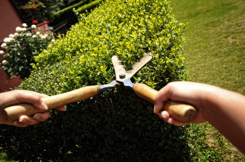 A close-up view of two hands gripping garden secateurs with wooden handles, actively trimming a dense, well-maintained hedge in a backyard garden. The hedge displays vibrant green foliage with small, glossy leaves forming a uniform, rounded shape. Surrounding the hedge, there is a freshly cut lawn with neatly mown grass and a paved patio area. In the background, other garden plants and flowering shrubs are visible, with some white and pink flowers adding colour contrast. The scene is set outdoors on a bright, sunny day with natural light illuminating the garden and creating soft shadows. This image highlights professional hedge trimming activities, relevant to gardening and landscaping services offered by Hedge Trimming Tooting in the local area, including Tooting and surrounding parts of London, emphasizing meticulous garden maintenance and outdoor care.