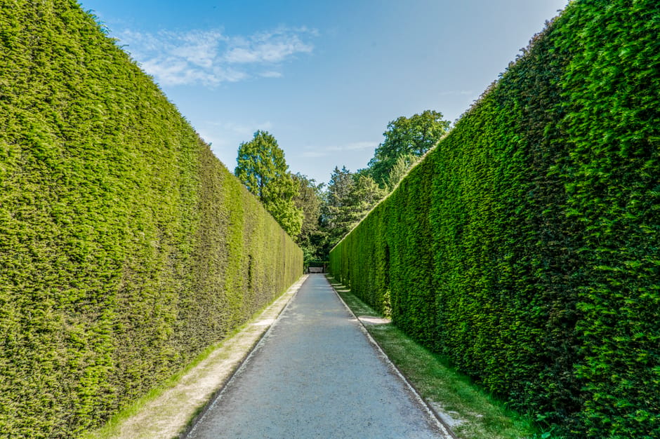 A straight pathway lined with tall, neatly trimmed hedges on both sides, creating a corridor-like appearance. The hedges are dense, vibrant green, with a uniform shape indicating recent pruning or reg