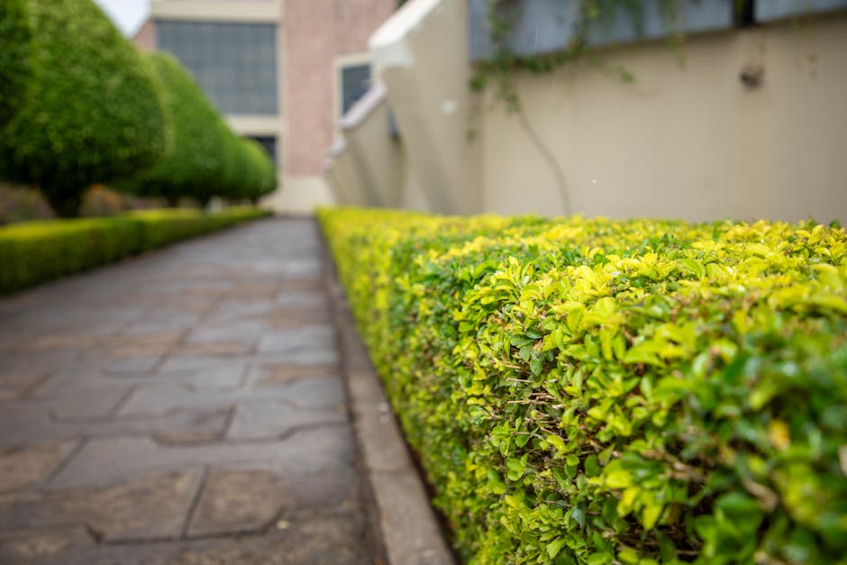 A straight pathway lined with tall, neatly trimmed hedges on both sides, creating a corridor-like appearance. The hedges are dense, vibrant green, with a uniform shape indicating recent pruning or reg
